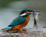 Bird watching | Property Care Veliko Tarnovo - property management, renovation and repair, maintenance