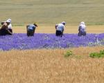 Update for non-Bulgarians who wish to buy land